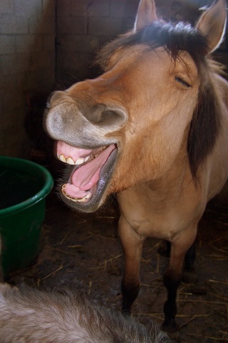 rire